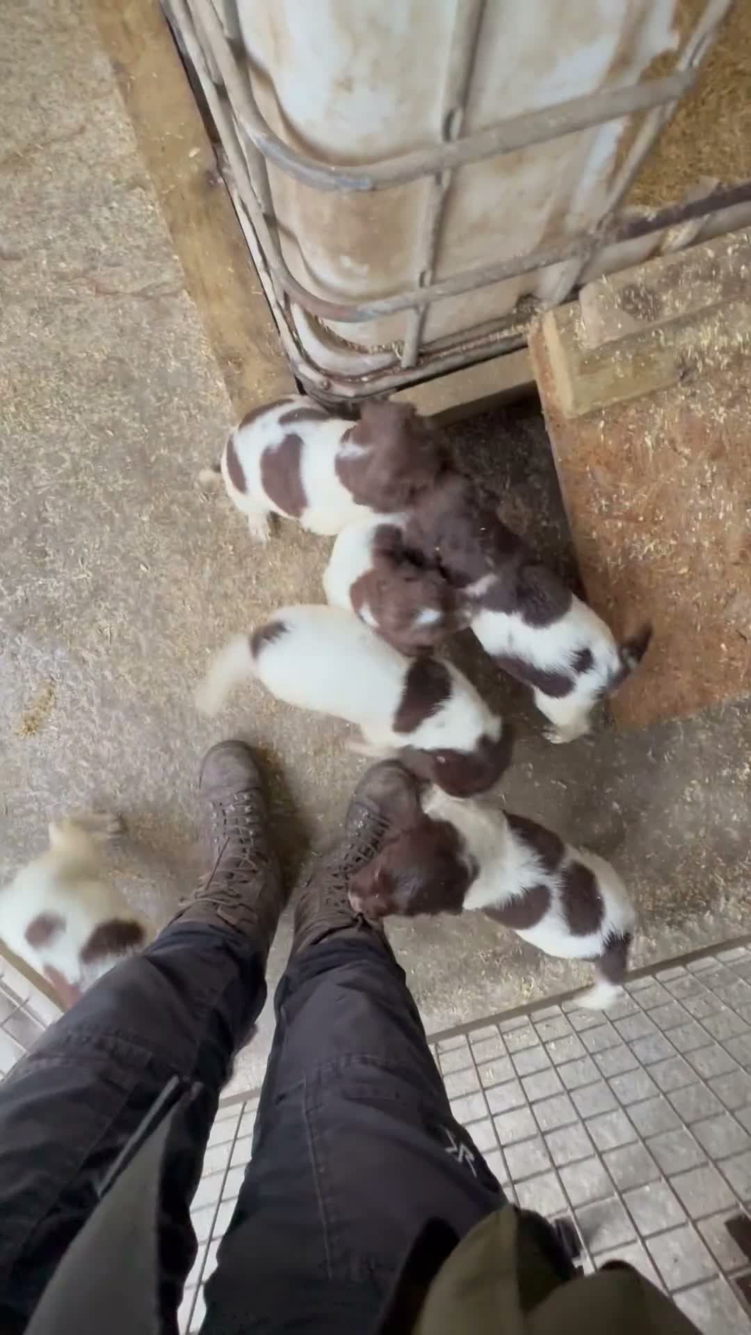 English Springer Spaniel dogs for sale: Stunning ESS puppies  in Skelmersdale - Video 3