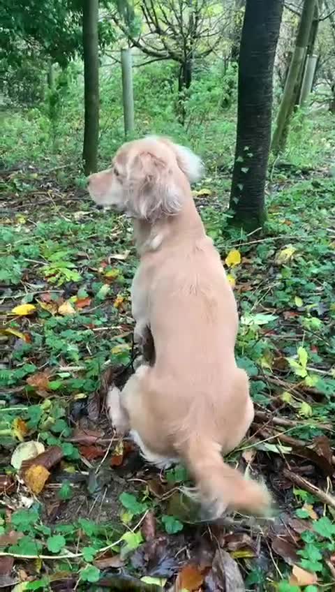 Cocker Spaniel dogs for sale: Stunning LEMON KC Reg Working Cocker Spaniel pups - Video 1
