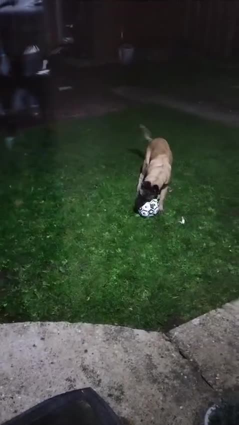 Mixed Breed dogs for sale: Bruno Mixed Bread Dog - Video 1