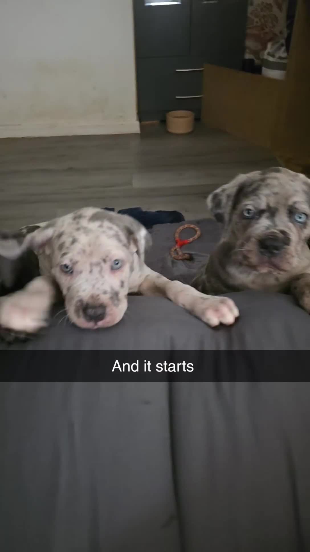 Cane Corso dogs for sale: Cane corso cross  - Video 1