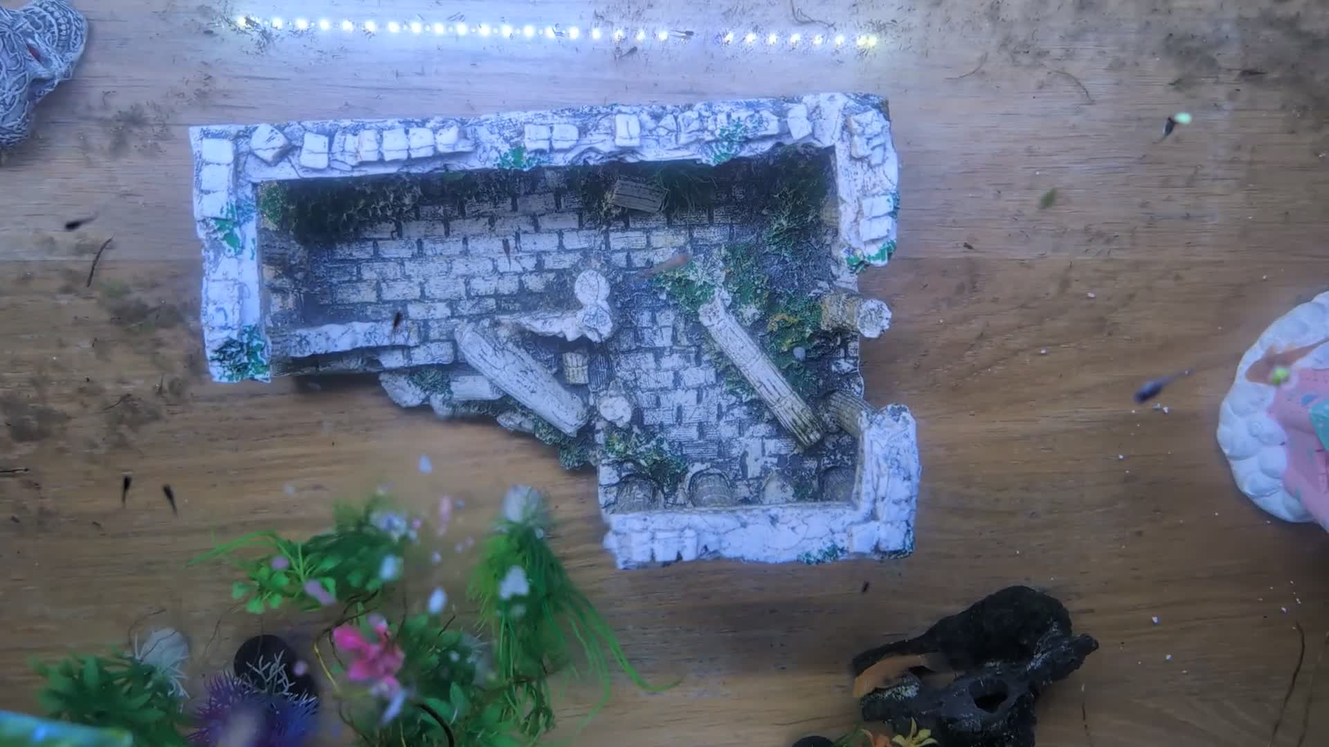 Live Bearers fish for sale: Guppy fry 2-3 weeks old. Beautiful fish.  - Video 1