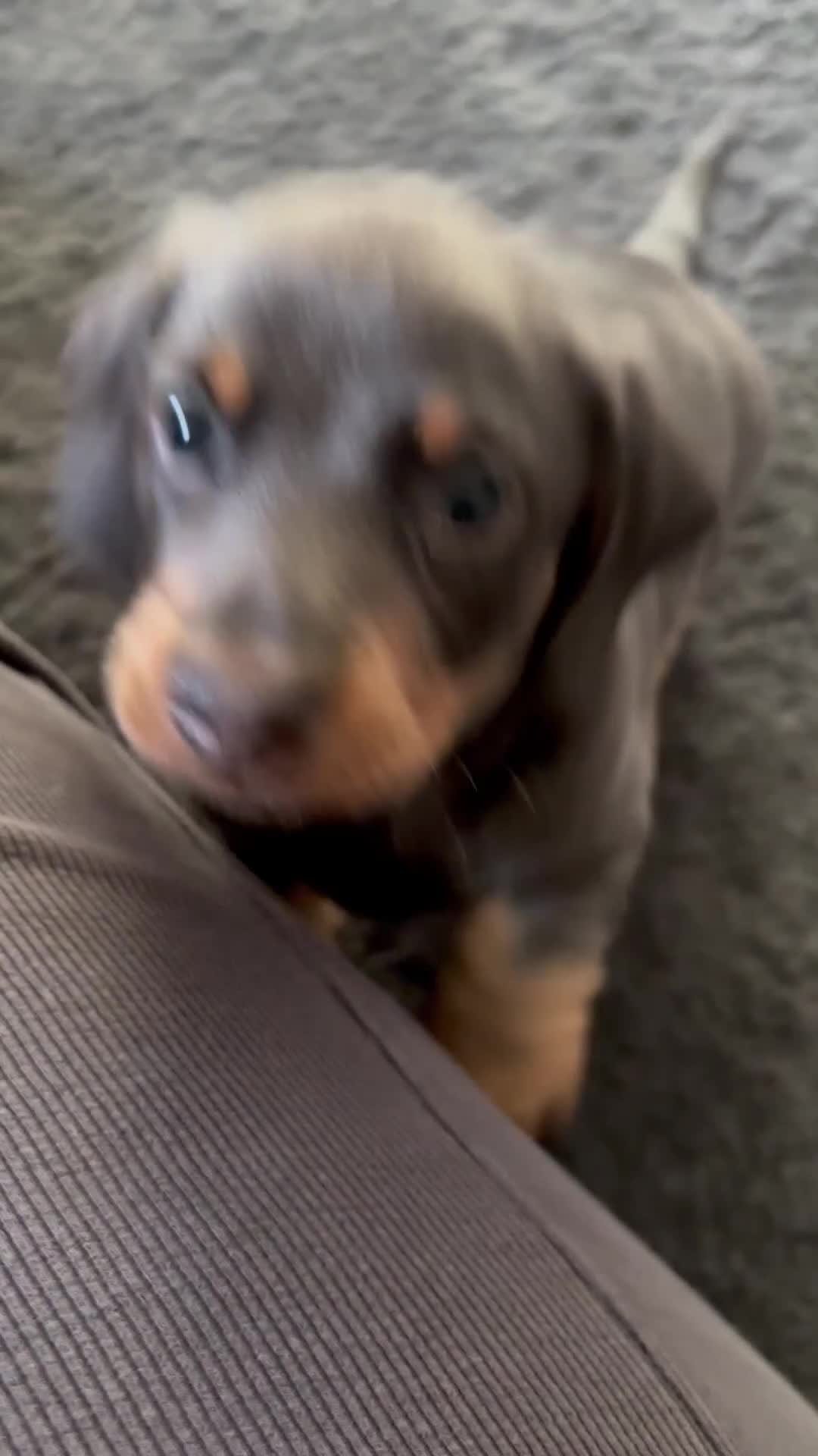 Miniature Dachshund dogs for sale: READY IN ONE WEEK! miniature dachshund puppies ⭐️ - Video 2