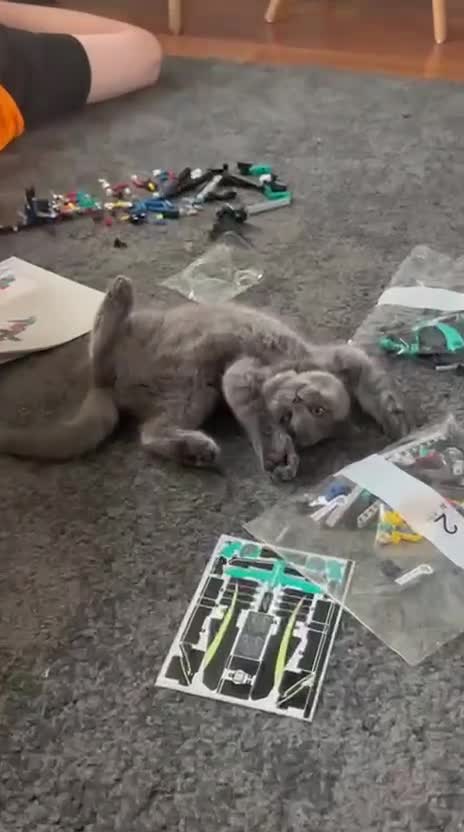 British Shorthair cats for sale: Lovely mom's 1st kittens! - Video 3