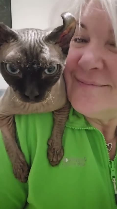 Sphynx cats for stud: Elf sphynx  - Video 2