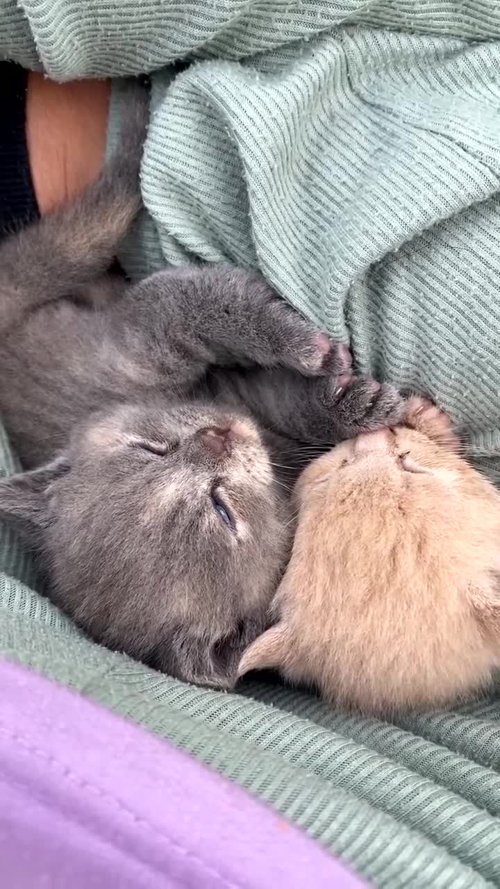 British Shorthair cats for sale: X BSH female grey available  - Video 2