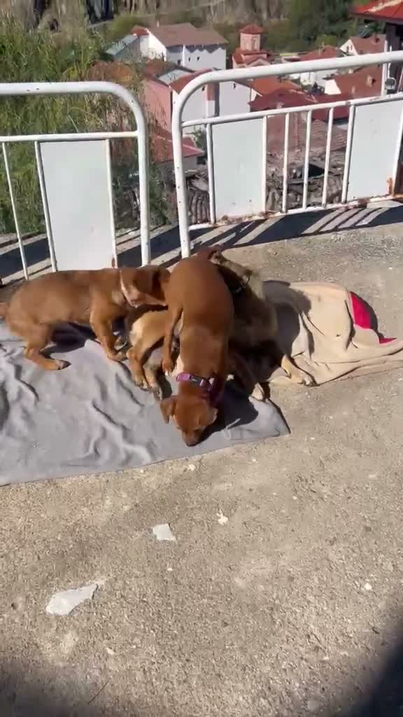 Mixed Breed dogs for adoption: Little Lucky is looking for a family 💙 - Video 1