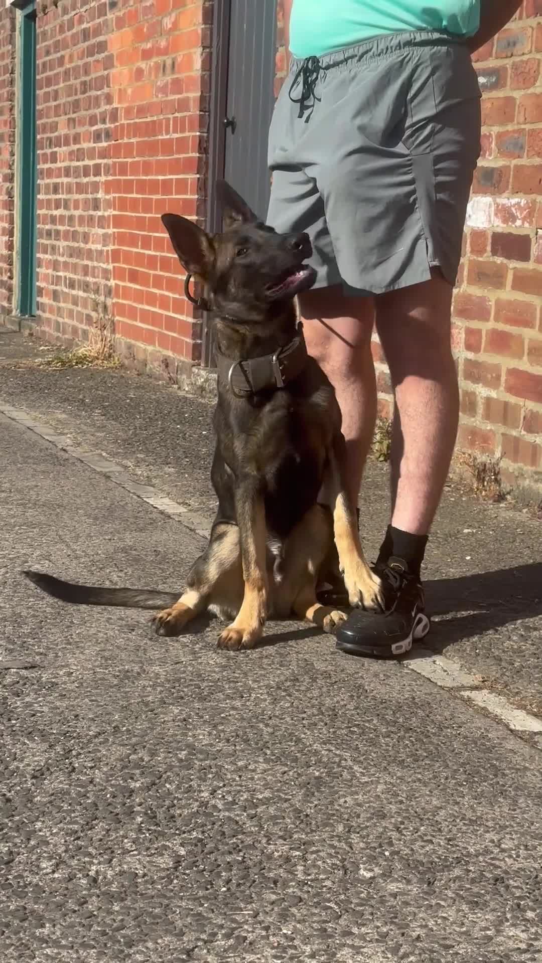 Belgian Shepherd Dog dogs for sale: Working Dutch herder puppy  - Video 1