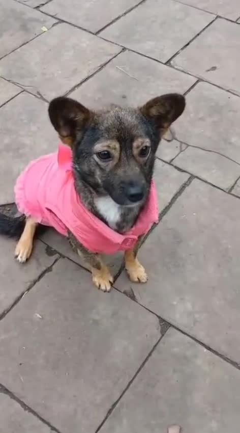 Mixed Breed dogs for adoption: 💖🐶 KELLY 🐶💖 - Video 1