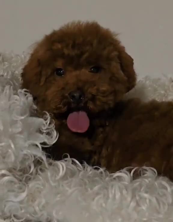 Maltipoo dogs for sale: 6-Month-Old Maltipoo Puppies – Male & Female - Video 2