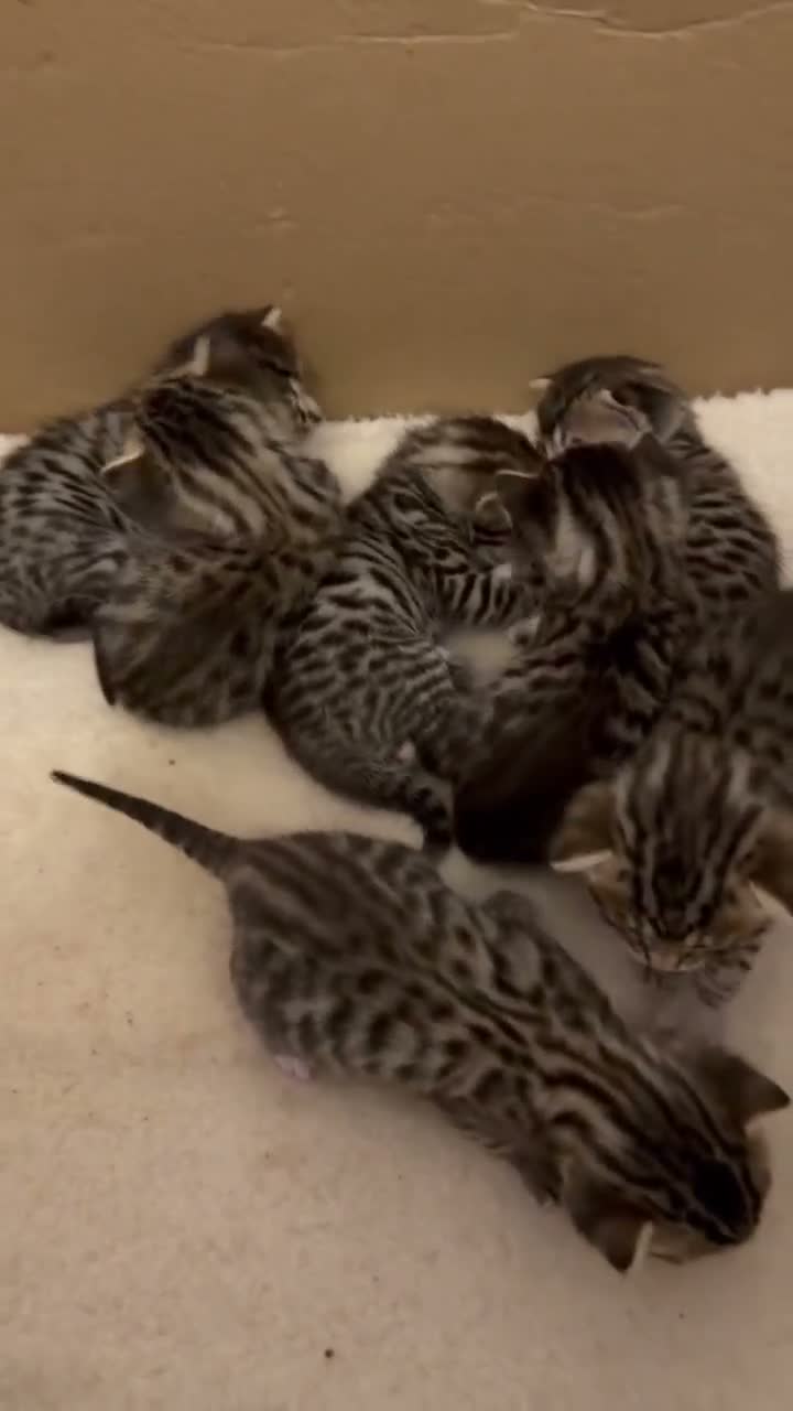 Bengal cats for sale: Bengal cross kittens - Video 1