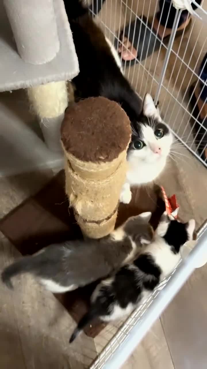 British Shorthair cats for sale: Adorable Kittens looking for a loving home  - Video 1