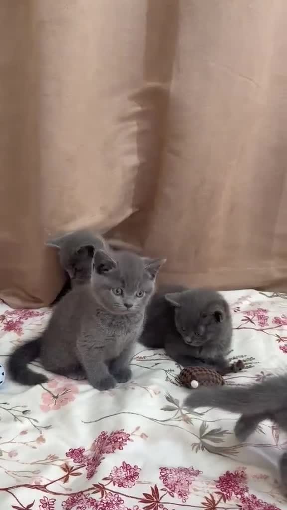 British Shorthair cats for sale: Gorgeous British short hair  in London - Video 2