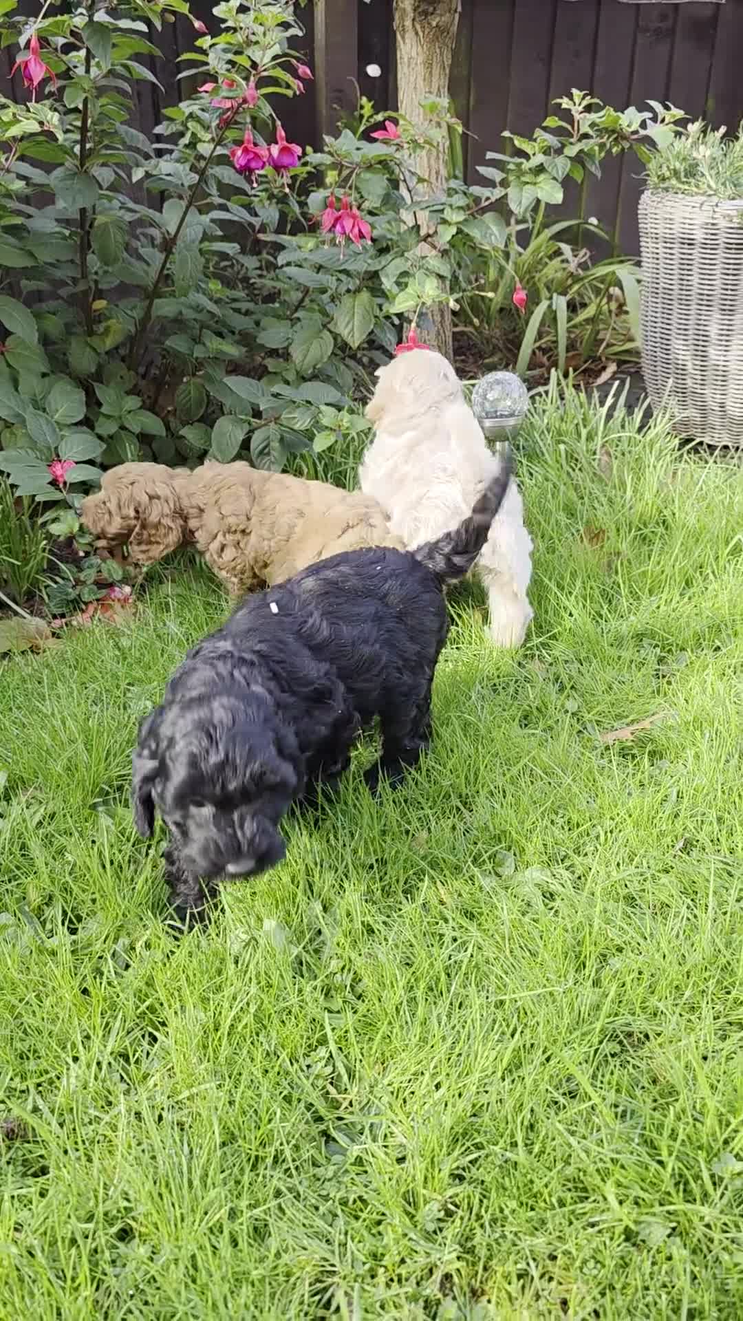 Cockapoo dogs for sale: Fantastic f1b toy cockapoo puppies  - Video 1