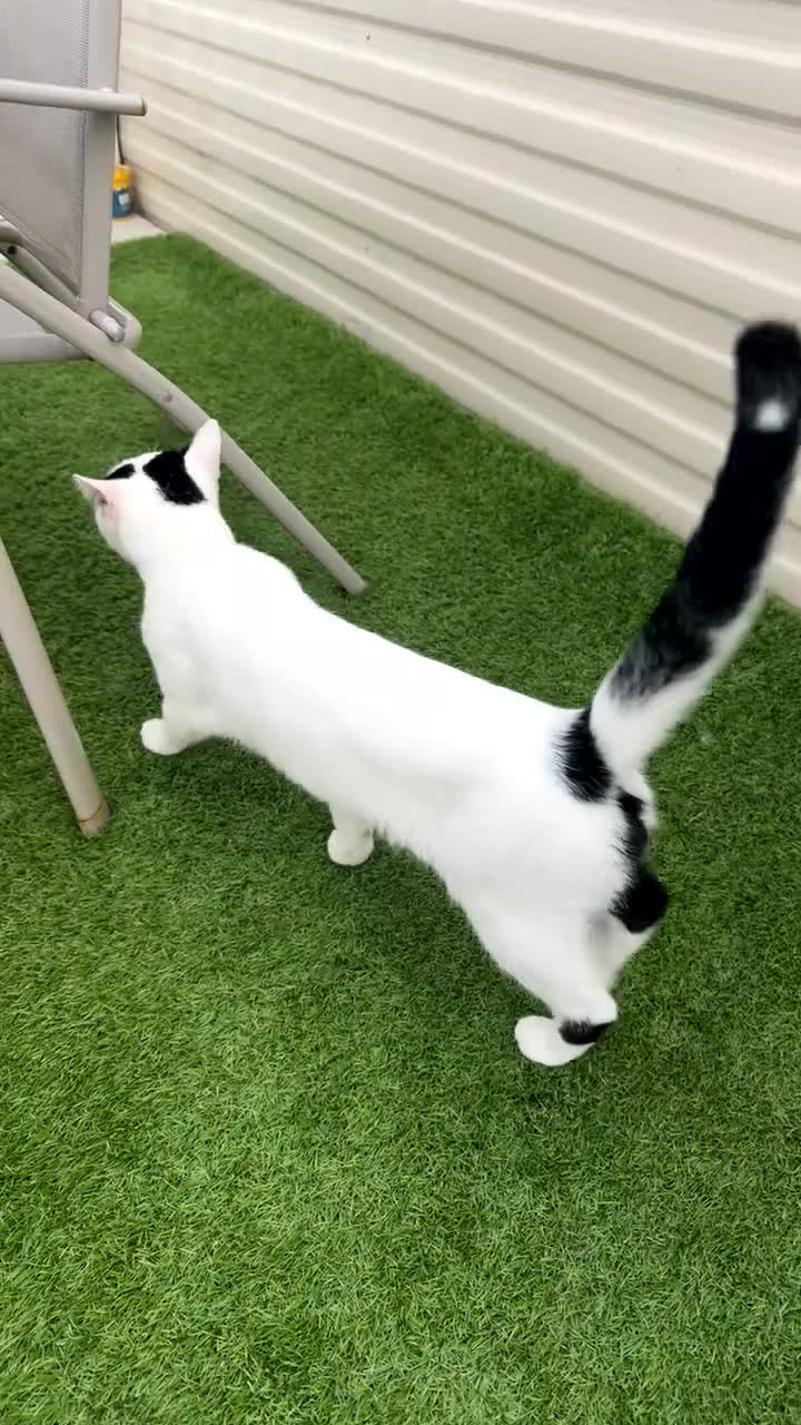 Mixed Breed cats for sale: Bobo  in Rotherham - Video 2