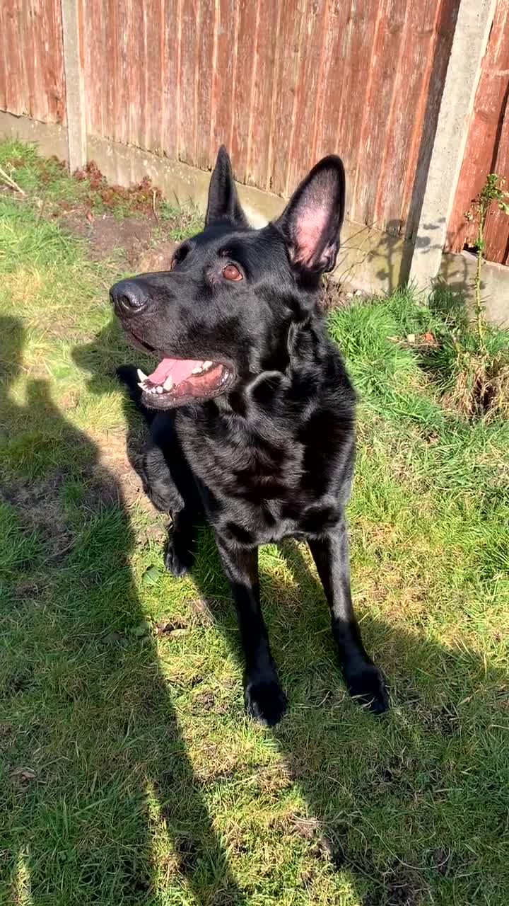 German Shepherd dogs for stud: Short haired German Shepard  - Video 2