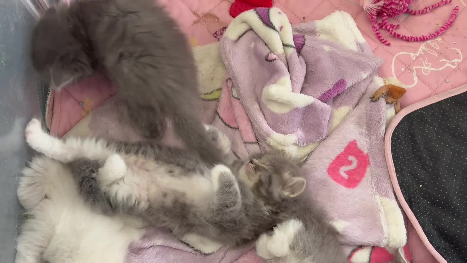 Ragdoll cats for sale: Stunning Ragdoll kittens available  - Video 1