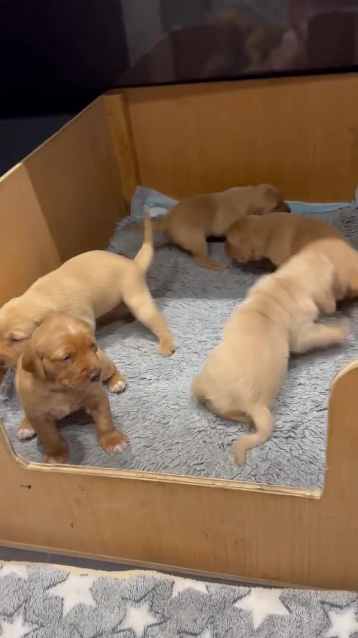 Labrador Retriever dogs for sale: Gorgeous KC registered Labrador Puppies  - Video 2