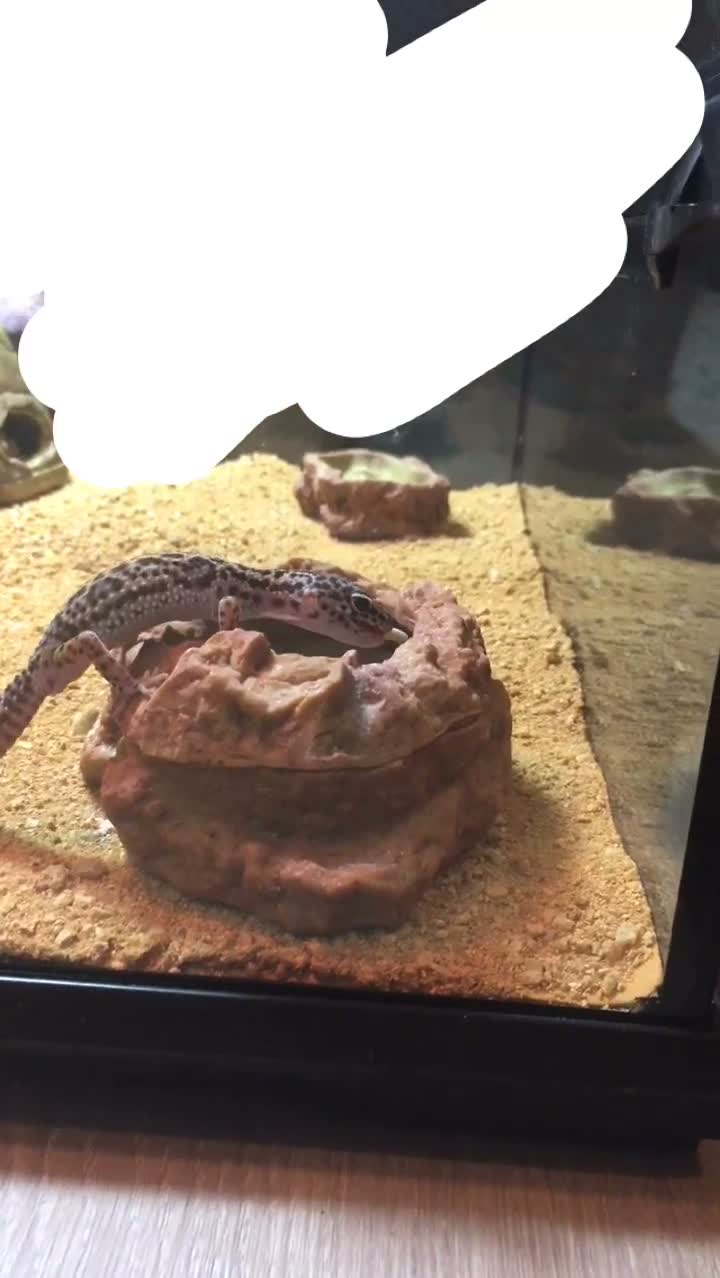 Leopard Gecko reptiles for sale: Mack Snow Leopard Gecko - Video 3