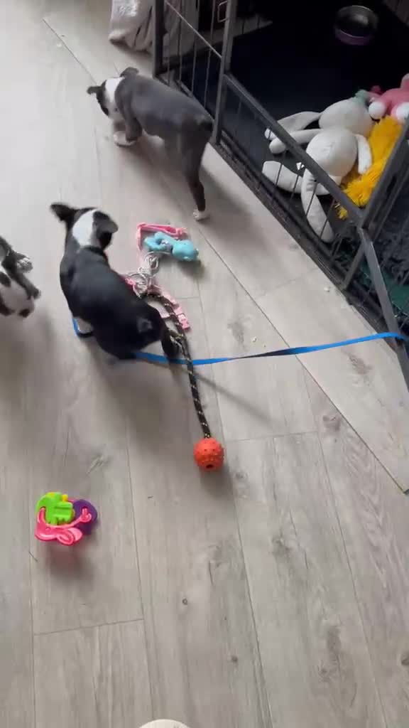 Boston Terrier dogs for sale: Boston terrier puppies  in Scunthorpe - Video 1