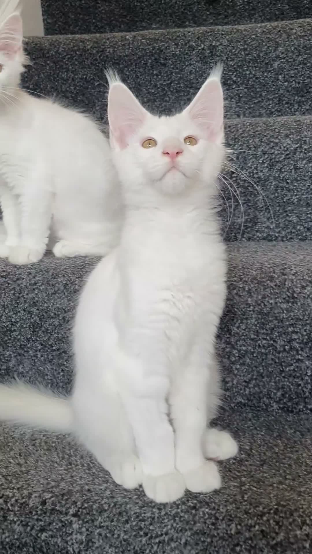 Maine Coon cats for sale: 🏅TICA🏅 pure white boys maine coons - Video 5