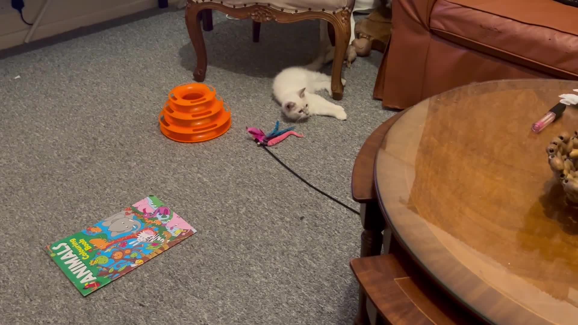 Siberian cats for sale: Siberians with wonderful personalities  - Video 1