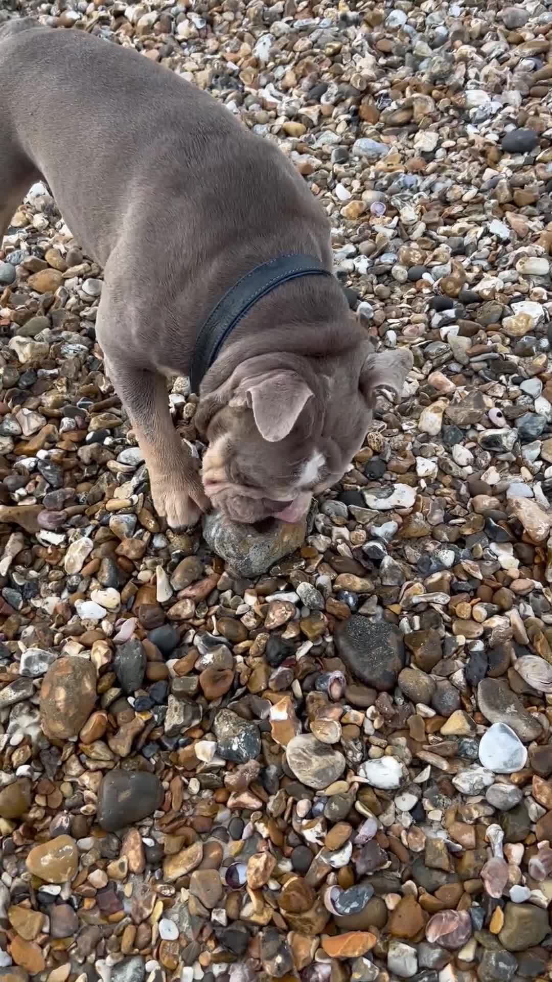 English Bulldog dogs for sale: Forever home needed - Video 1