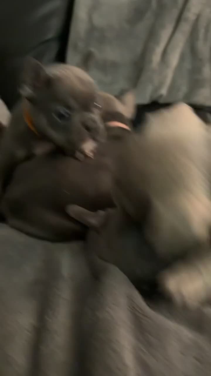 French Bulldog dogs for sale: Blue and tan french bulldog puppies  in Nottingham - Video 2