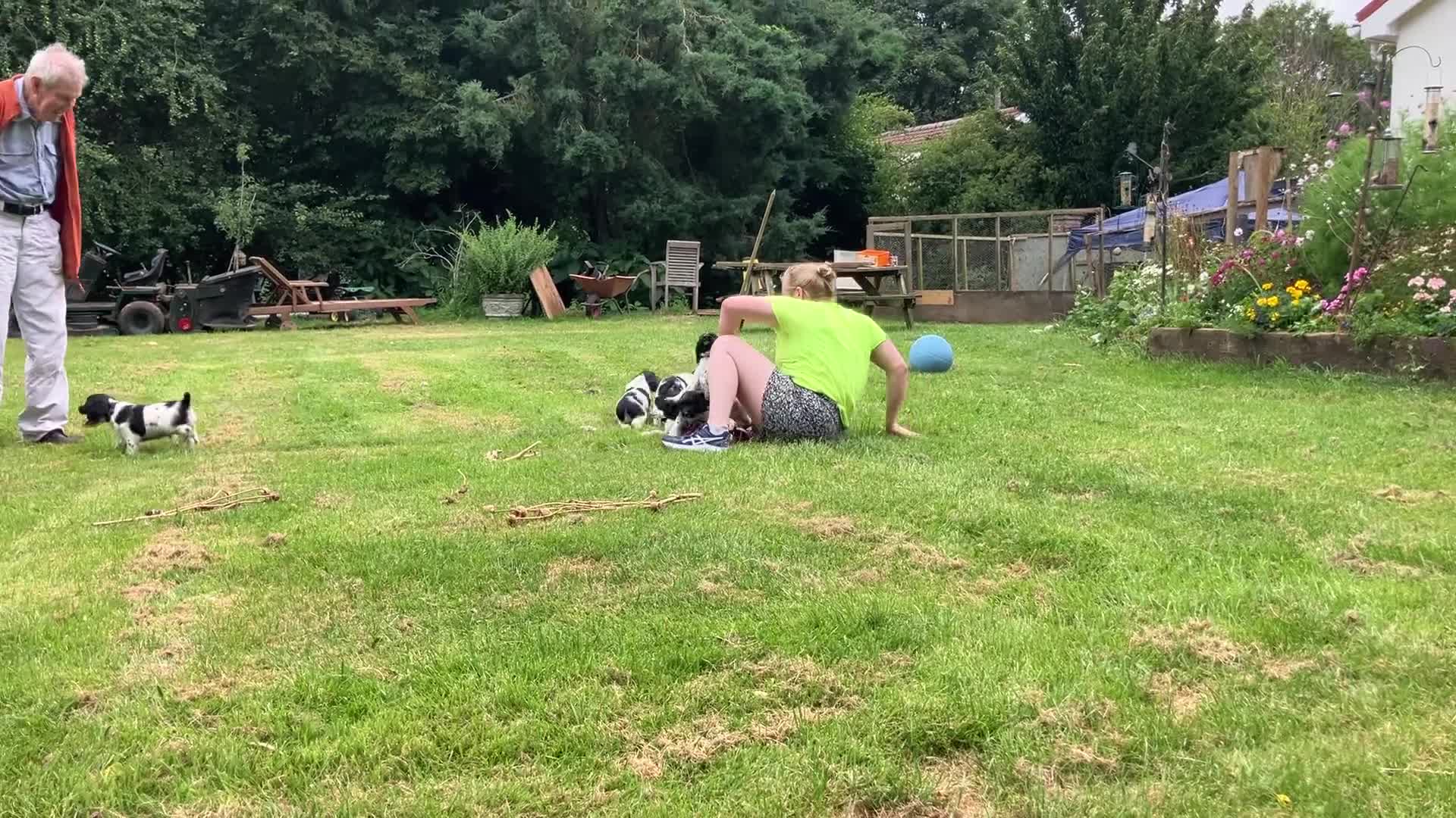 English Springer Spaniel dogs for sale: English Springer Spaniel Puppies for Sale - Video 1