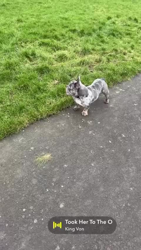 French Bulldog dogs for sale: 🩵 Cuddly Frenchie for Forever Home 🩵 - Video 4