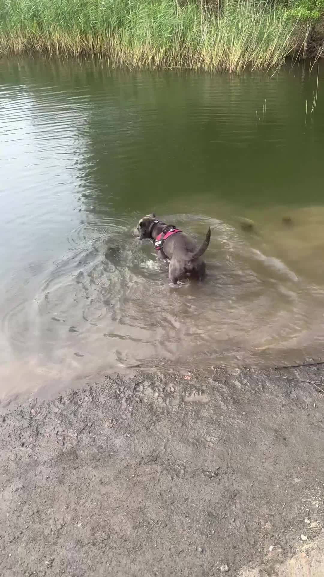 Mixed Breed dogs for sale: Beautiful Blue lab cross  - Video 1