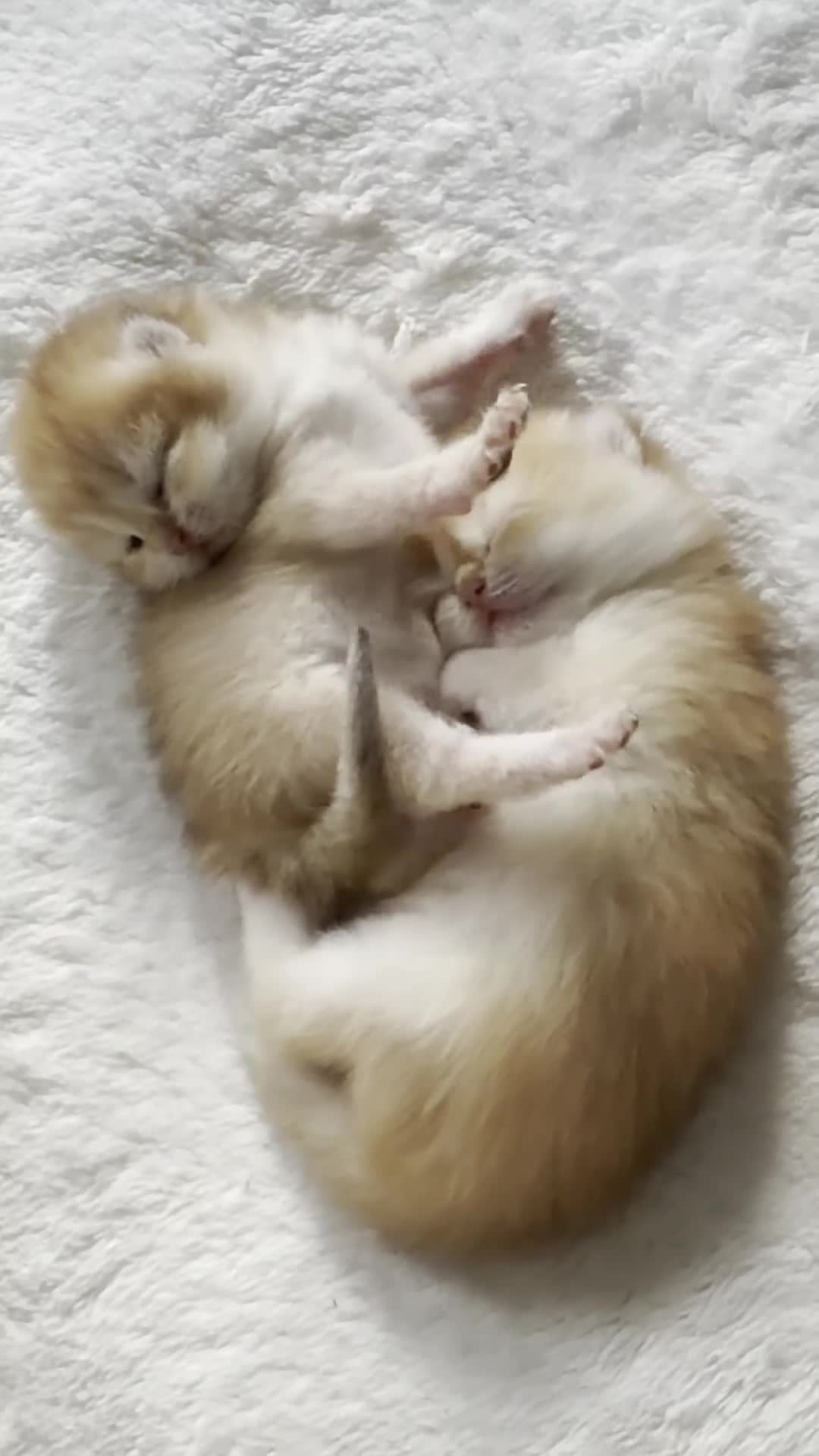 British Shorthair cats for sale: Show quality Golden BSH boys  - Video 1