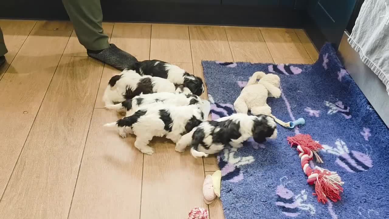 Cockapoo dogs for sale: 4 Boys 1 Girl. DNA Health Tested F1 Cockapoos.  - Video 1