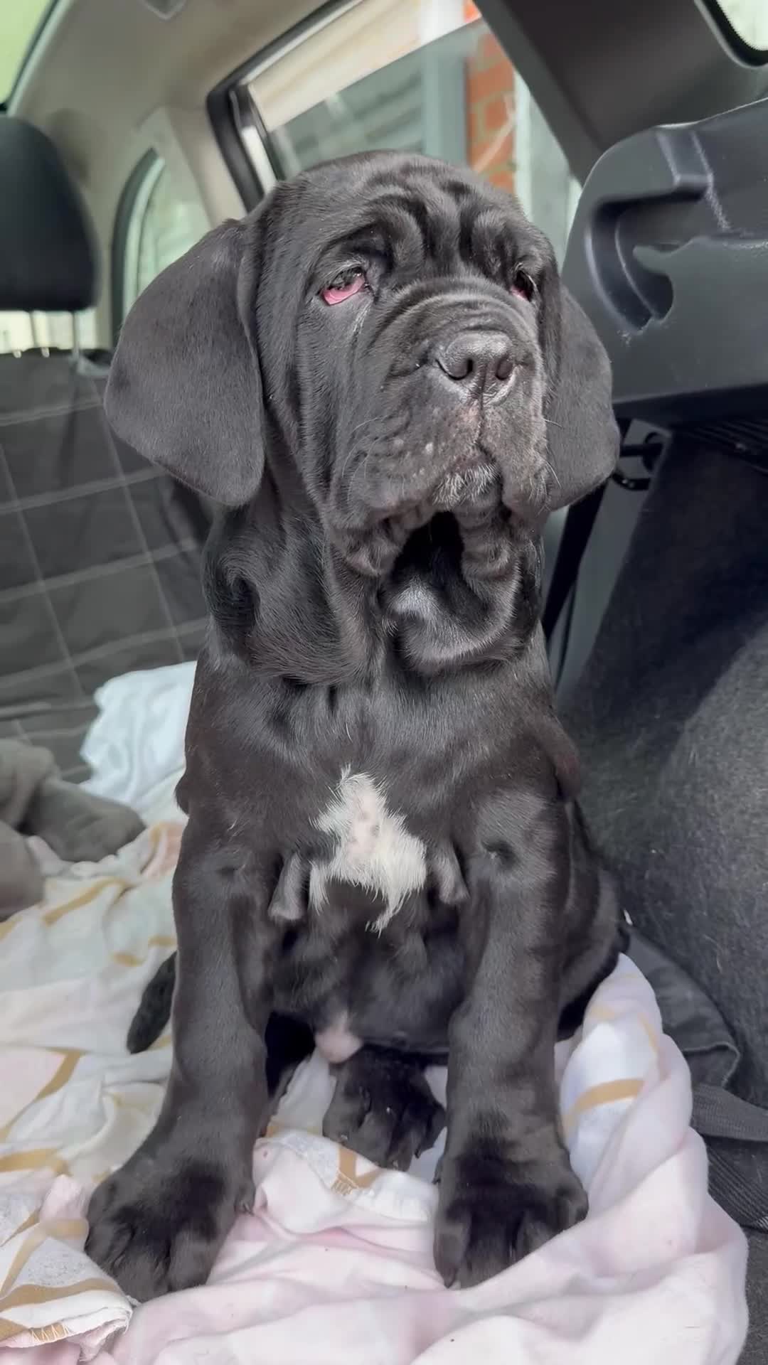 Mastiff dogs for sale: 2 Neapolitan mastiff puppies black girls  - Video 1