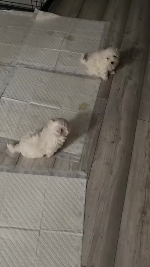 Maltese dogs for sale: Maltese puppies - Video 1