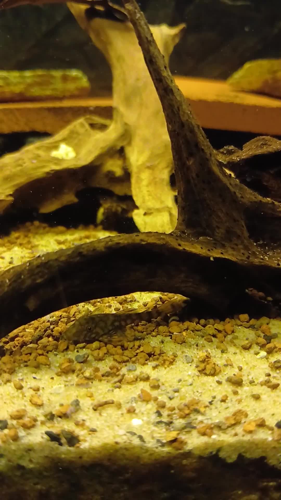 Plecos fish for sale: L528 Rio Paraguay Pleco in Bradford - Video 1