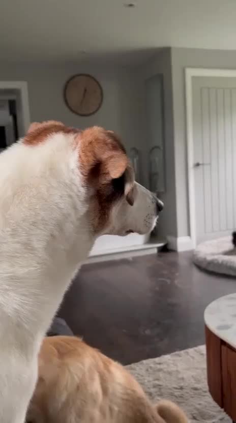 Mixed Breed dogs for adoption: LUNJA  - Video 1