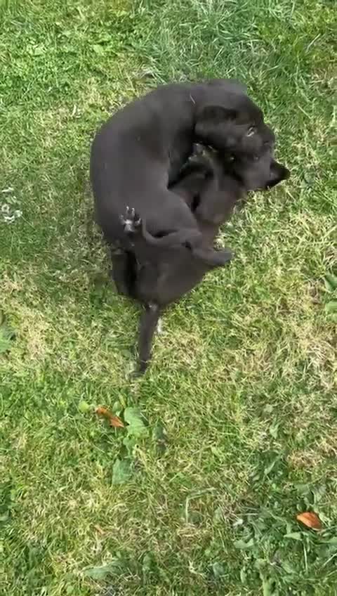 Labrador Retriever dogs for sale: KC Registered Black Labradors Edinburgh - Video 1