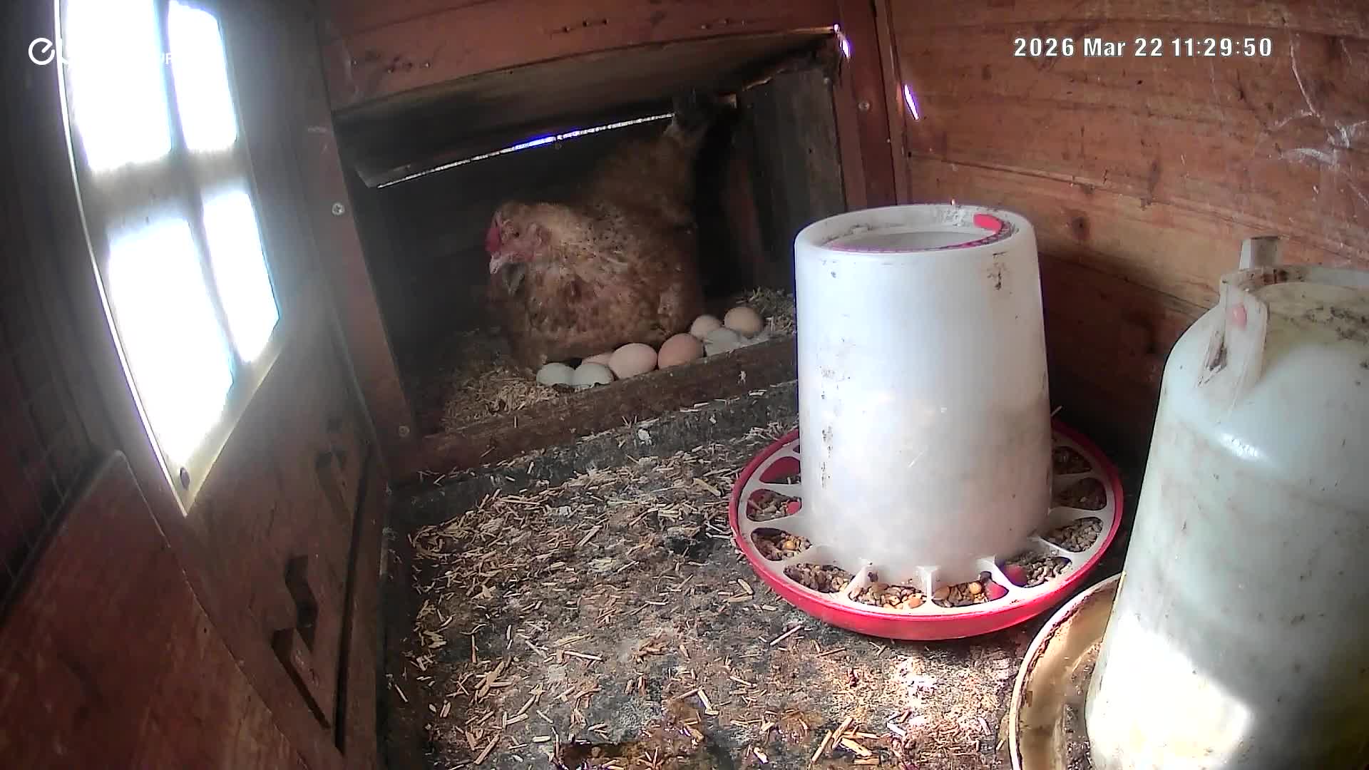 Mixed Breed livestock for sale: Fertile eggs for hatching in London  - Video 2