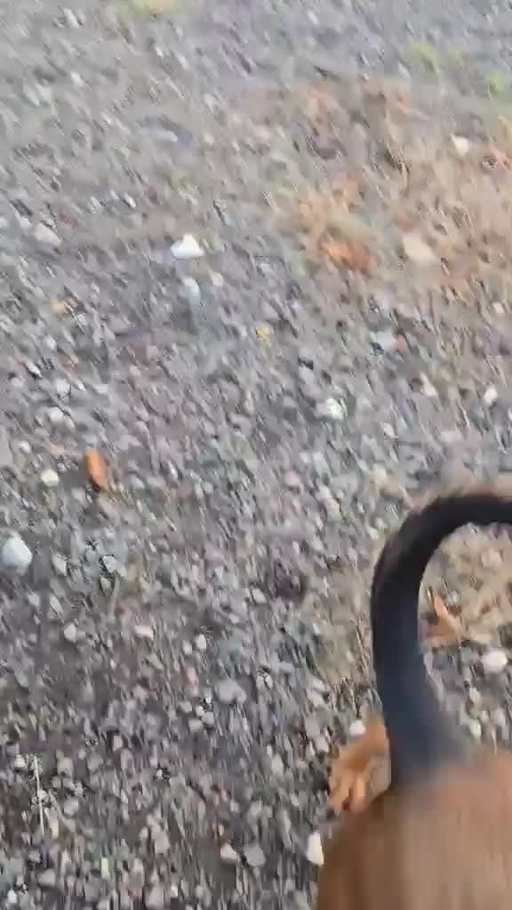 Mixed Breed dogs for adoption: BEAUTIFUL BONNIE  - Video 2