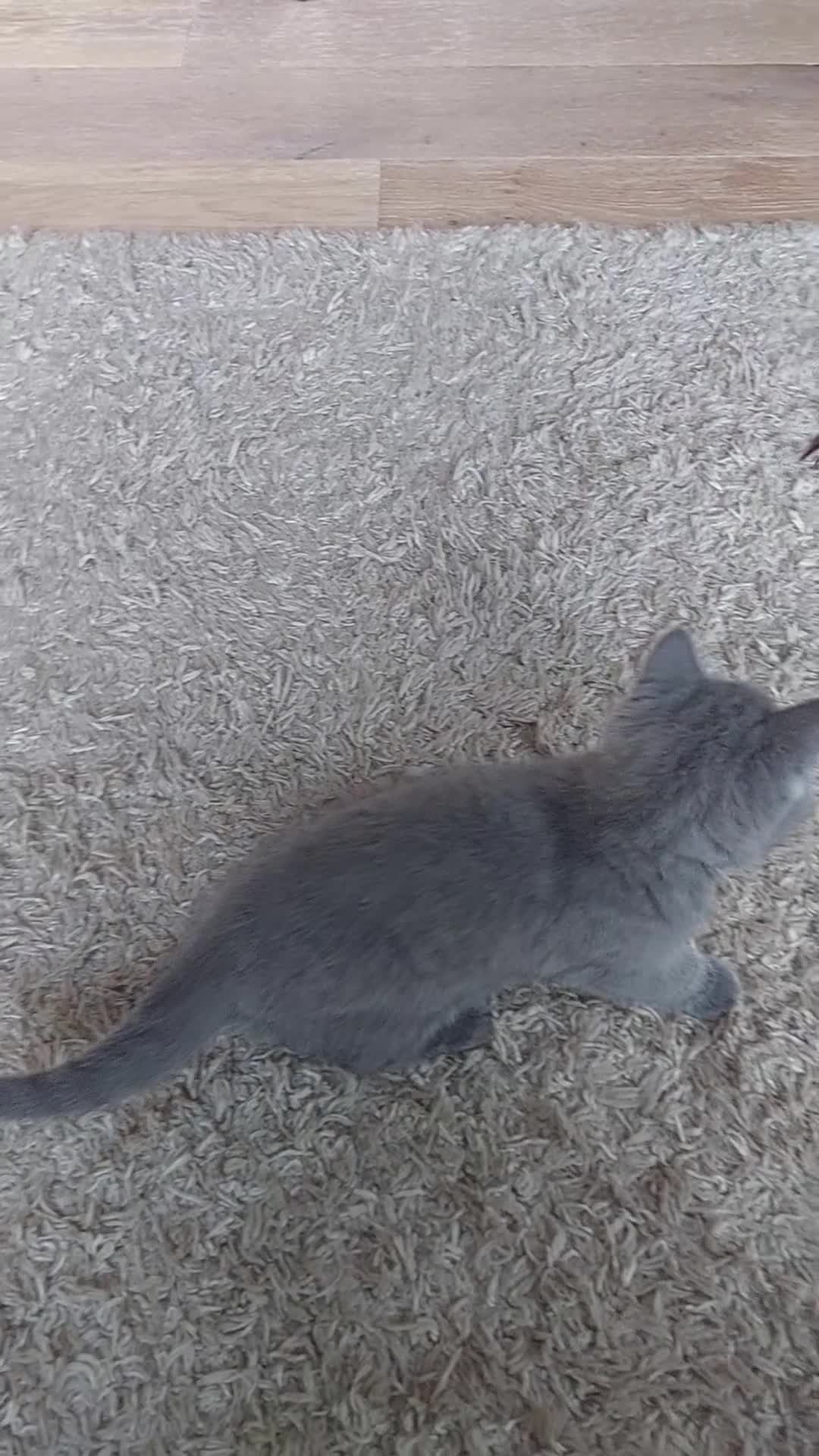 British Shorthair cats for sale: 💙GORGEOUS GCCF REGISTERED BOY💙 - Video 2