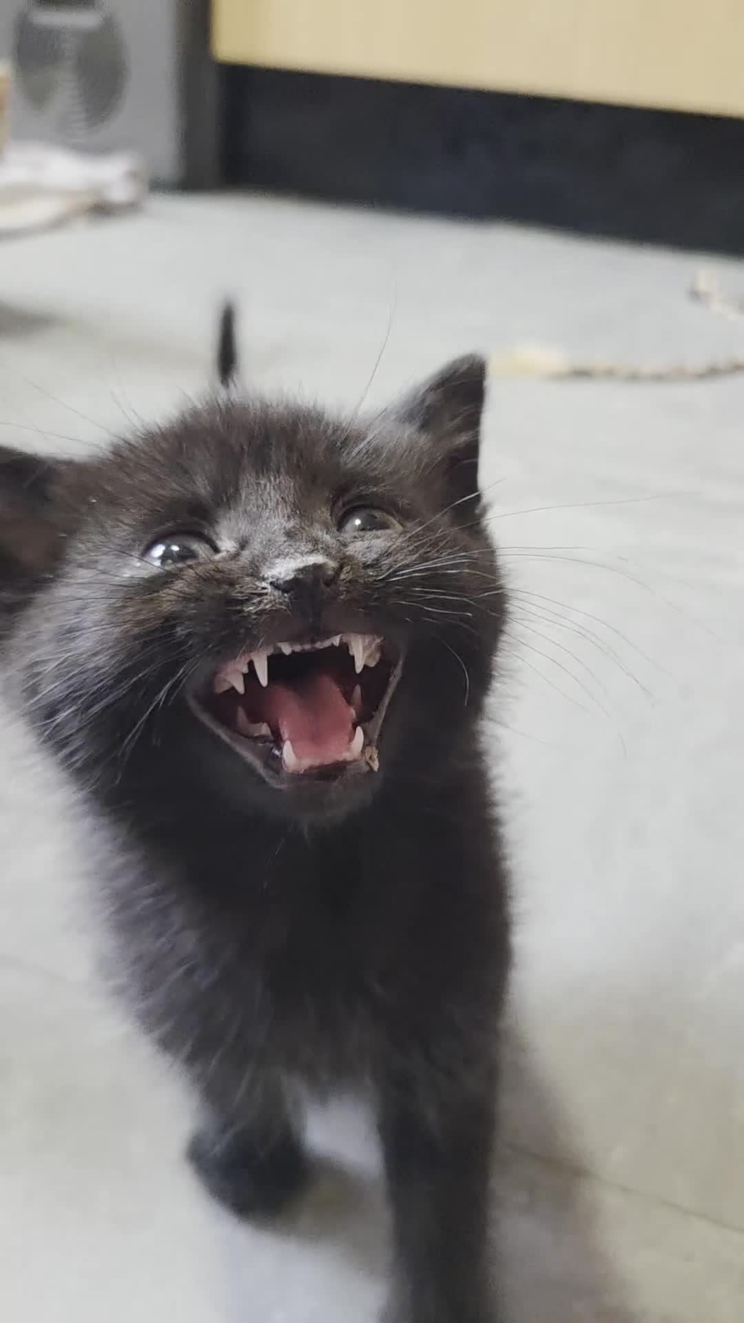 Mixed Breed cats for sale: Fluffy male kitten with ghost tabby markings - Video 1