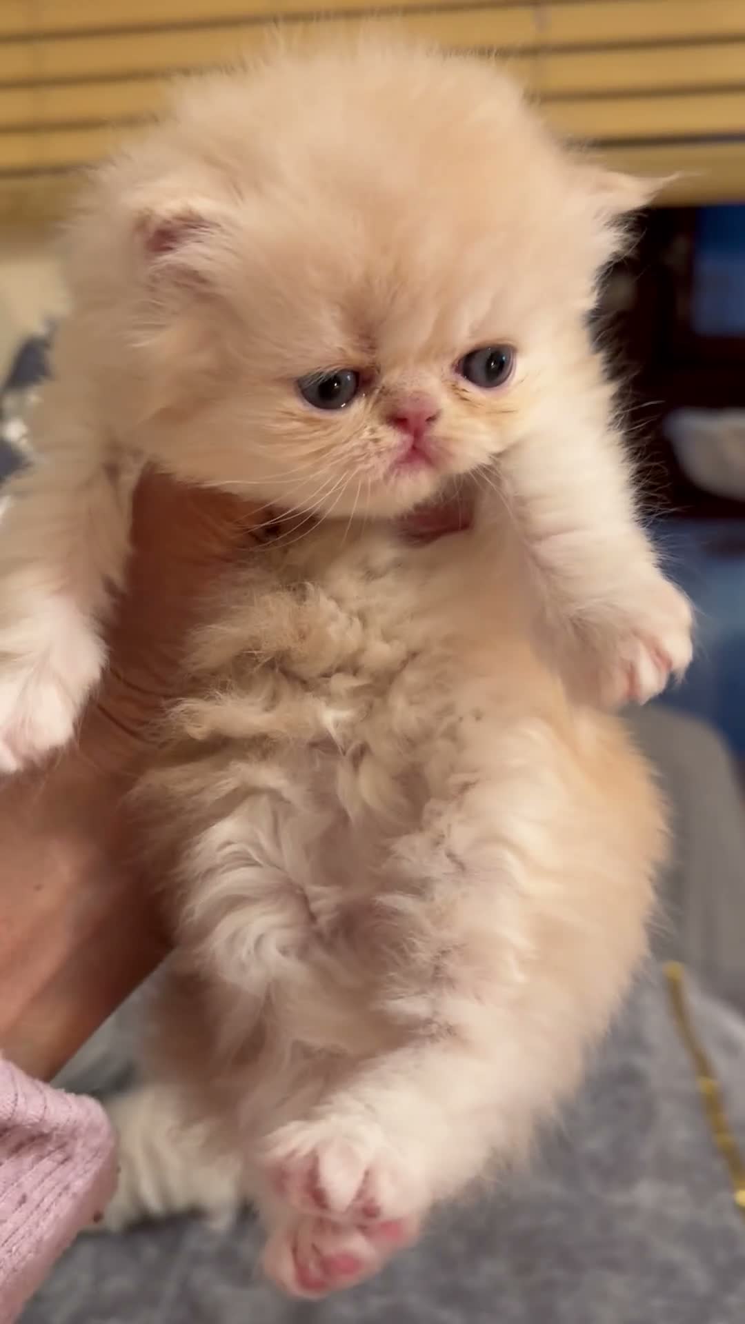 Persian cats for sale: Pure bred   **  cream shaded Persian kitten  in Hounslow - Video 2