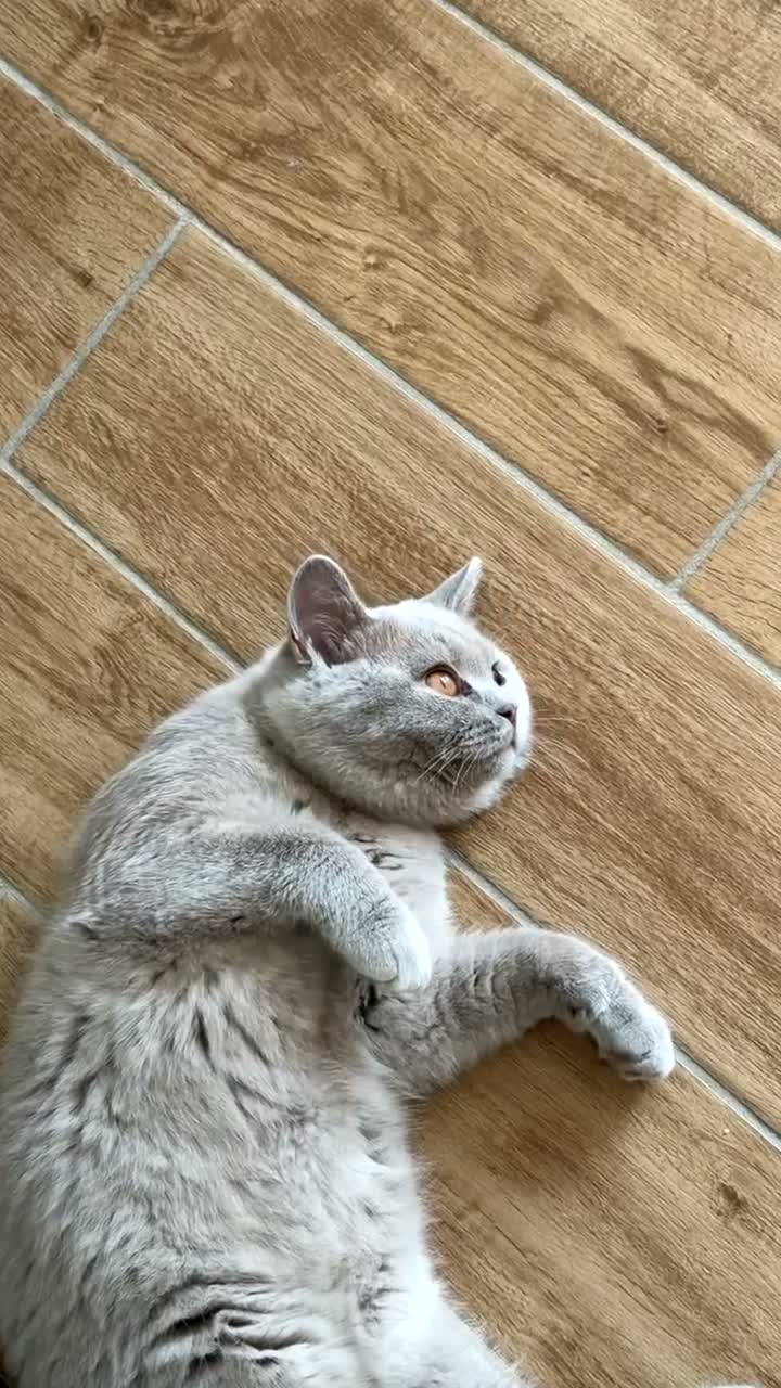 British Shorthair cats for sale: British shorthair kittens, GCCF 😍❤️ - Video 1