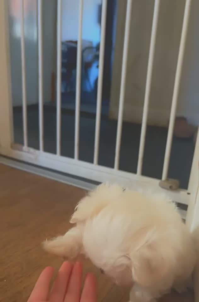Maltese dogs for sale: 𝐓𝐢𝐧𝐲 𝐊𝐨𝐫𝐞𝐚𝐧 𝐌𝐚𝐥𝐭𝐞𝐬𝐞 𝐩𝐮𝐩𝐬 🐶  - Video 2