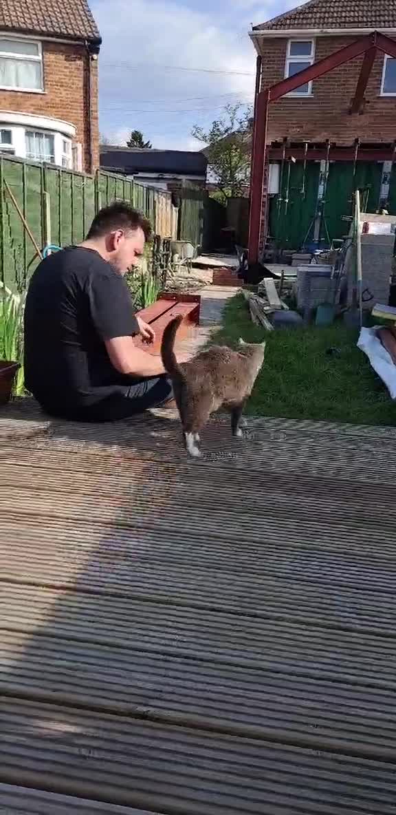Mixed Breed cats for sale: Desperate rehome needed! - Video 1