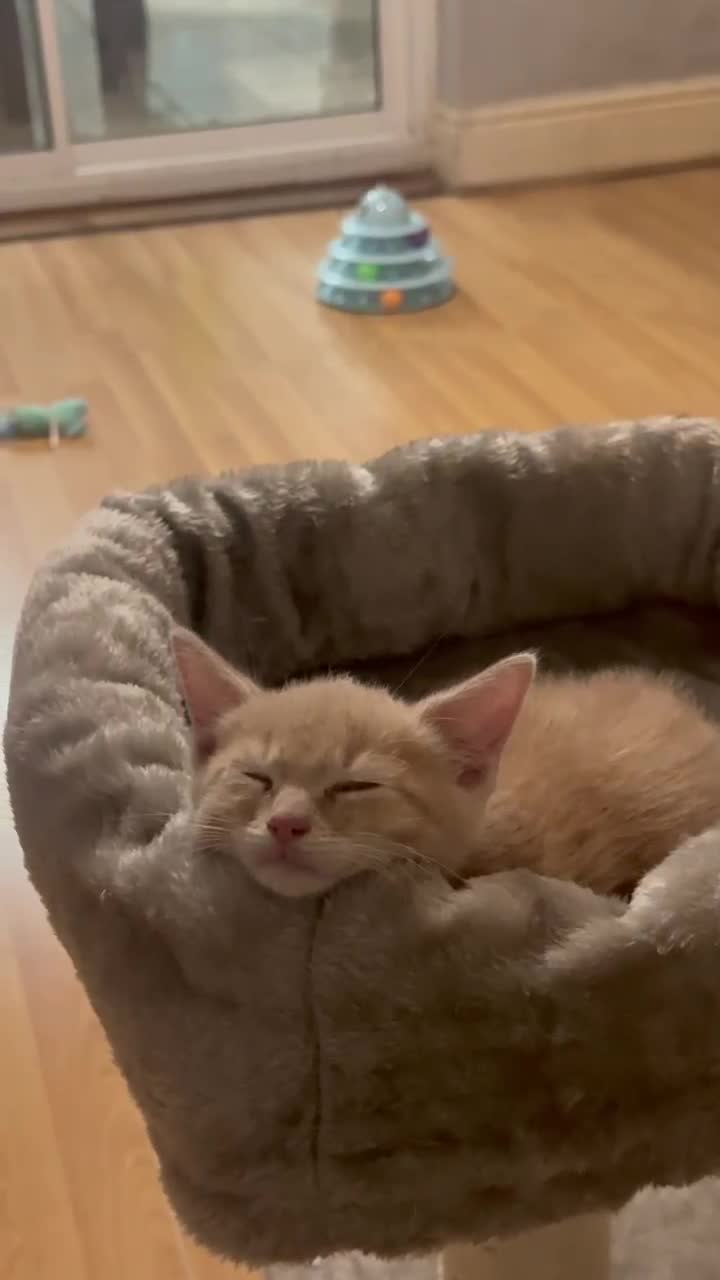 British Shorthair cats for sale: Kitten for sale 8 weeks - Video 3