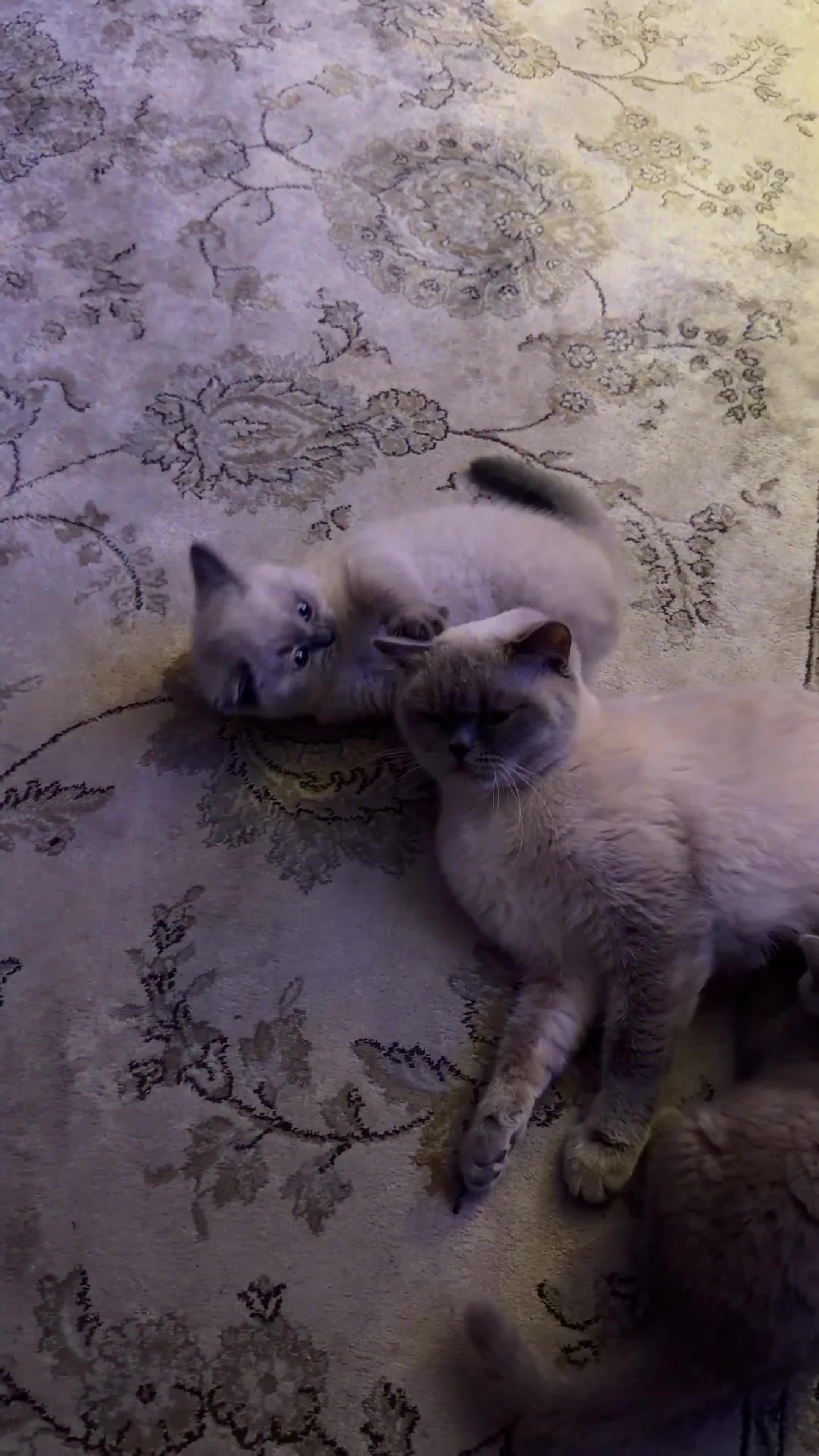 British Shorthair cats for sale: British Shorthair Kittens🐻 - Video 1