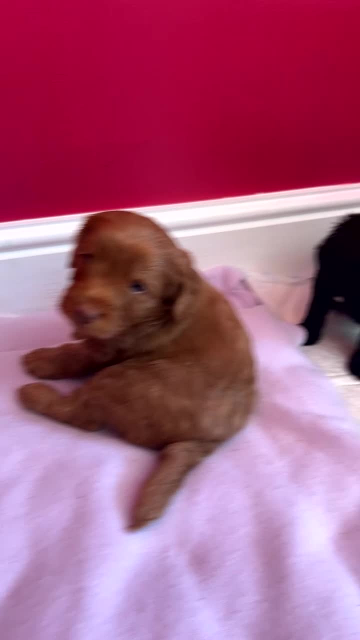 Cockapoo dogs for sale: F2 cockapoos  - Video 2