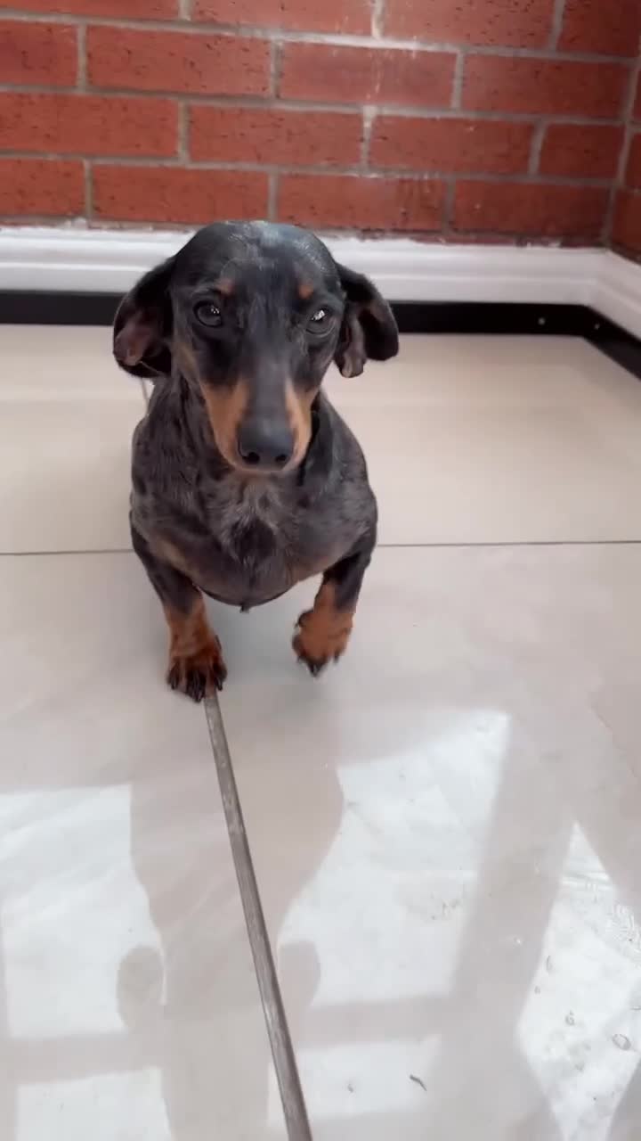 Cockapoo dogs for sale: Cocapoo dachund - Video 1