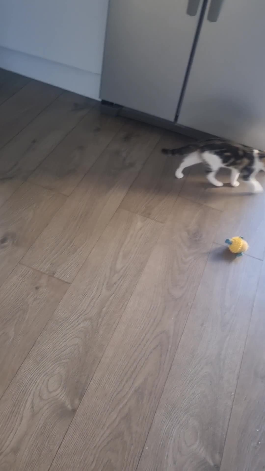 Mixed Breed cats for sale: Mixed Litter Kittens - Video 3